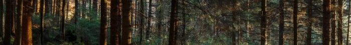 forest-service